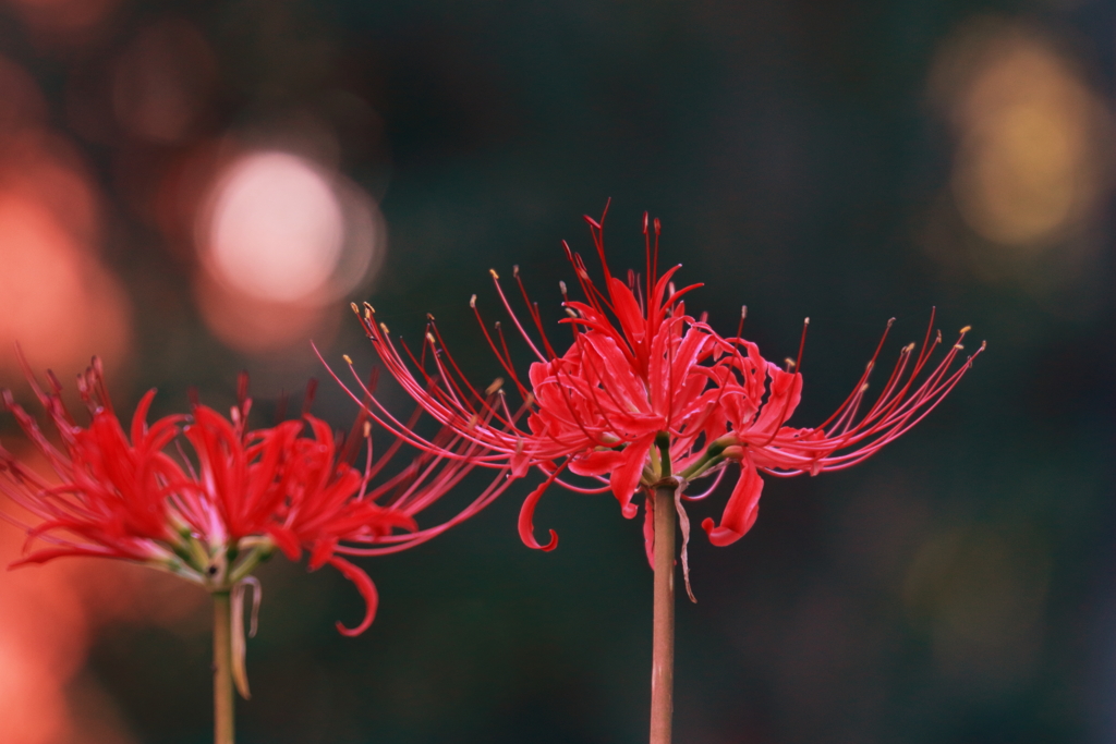 旬の花　壱