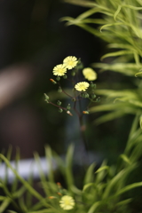 オールドレンズでⅣ
