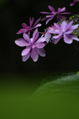 紫陽花Ⅶ