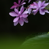 紫陽花Ⅶ