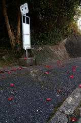 椿の綺麗な停留所Ⅴ