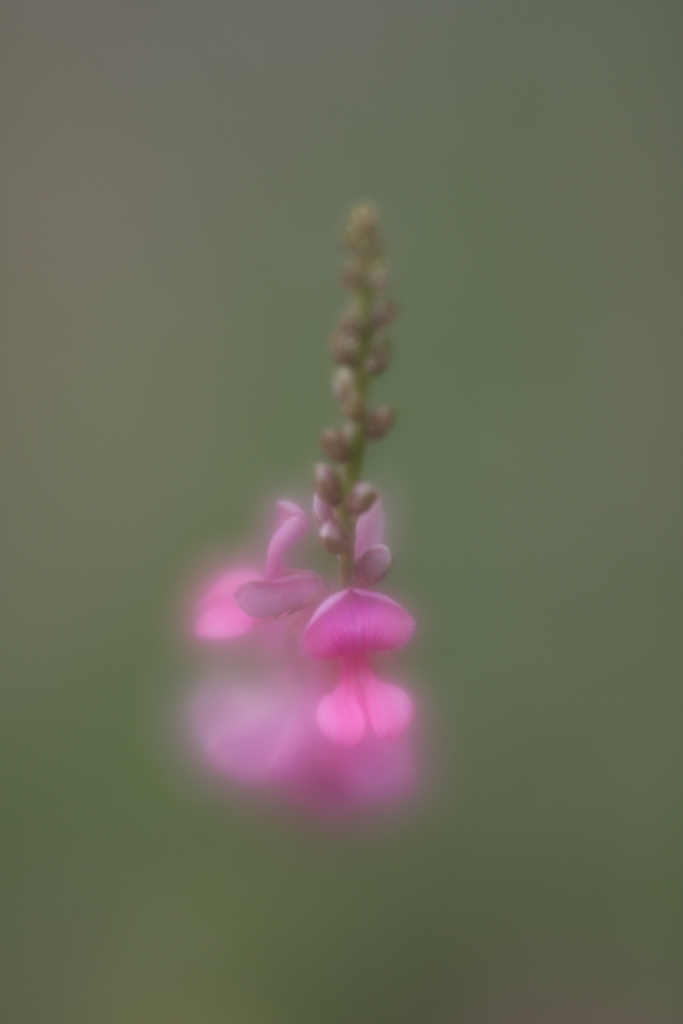 萩の花