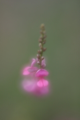 萩の花