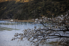 磯辺の桜　四