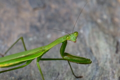 カマキリ　ⅱ