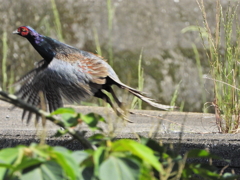 青い鳥を待ってたら　ⅱ