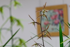 第二回寒蘭展　参