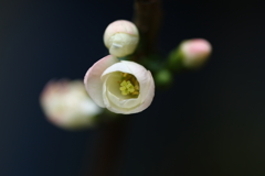 木瓜