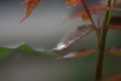 雨上がり