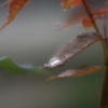 雨上がり