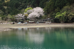 入り江の奥で咲く桜Ⅱ