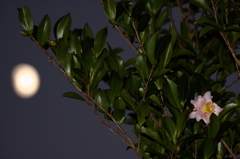 山茶花と月