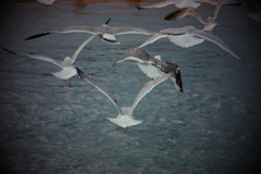 海鳥との戯れ　ⅰ