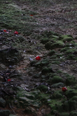 慰霊碑へと続く道