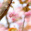 八重桜　参