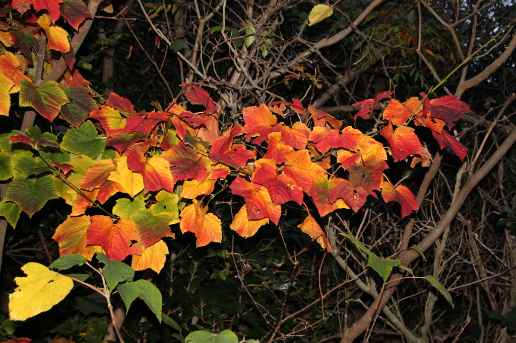 島の紅葉