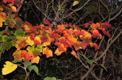 島の紅葉