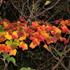 島の紅葉