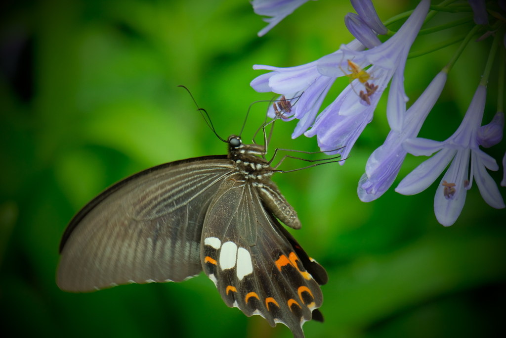 アガパンサスにアゲハ　Ⅴ