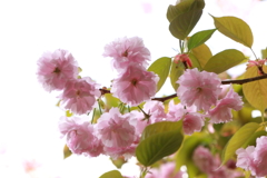 八重桜　壱