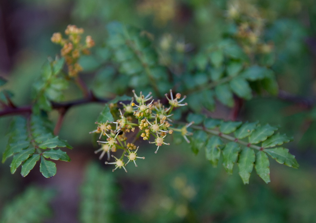 山椒の花