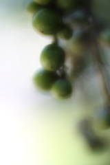 ソフトレンズでⅢ