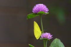 モンキチョウⅢ