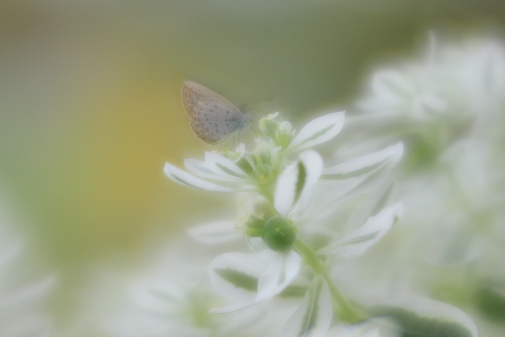 秋を求めて　壱