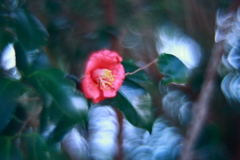 寒蘭展の帰り道　四