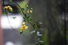 近所に咲く花Ⅴ