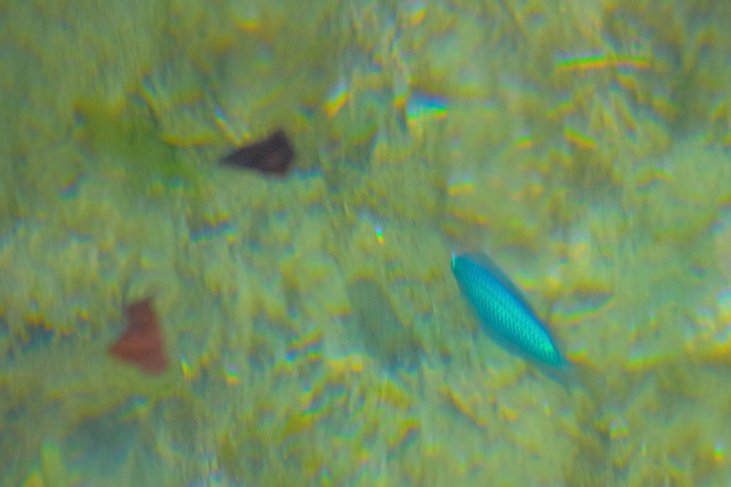 碧い鳥の代わりに　ⅳ