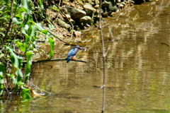 憧れの碧い鳥　ⅲ