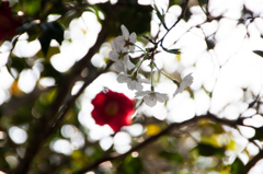 主役はどっちⅡ