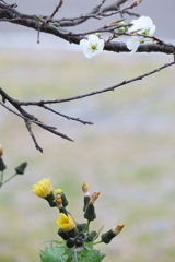 地の花空の花