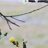 地の花空の花