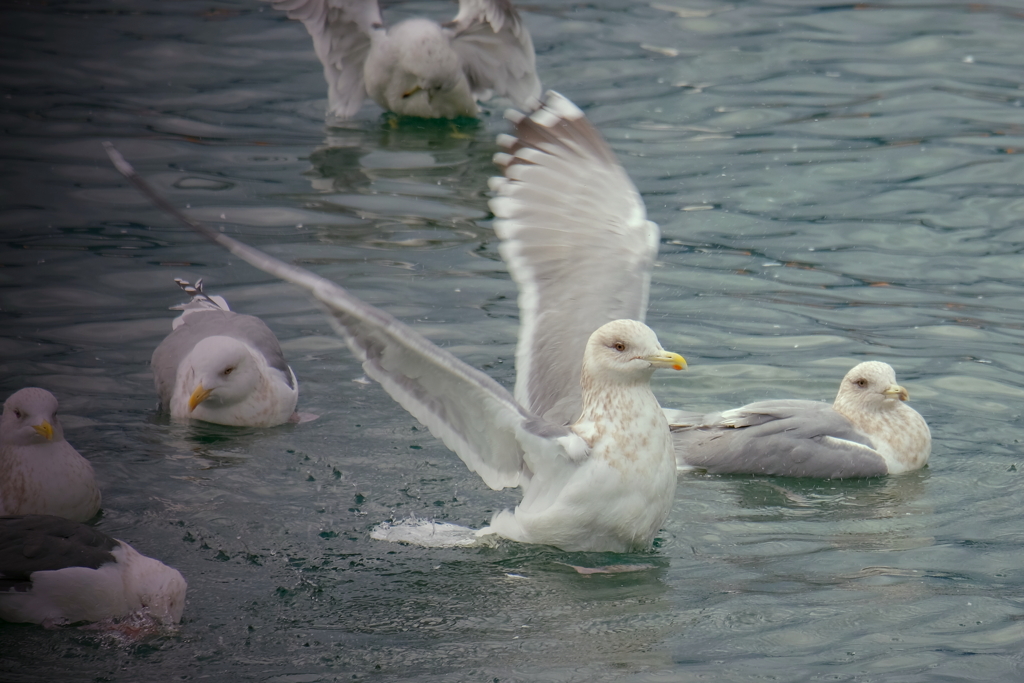 海鳥との戯れ　ⅵ