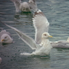 海鳥との戯れ　ⅵ