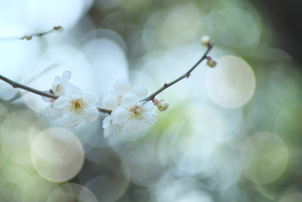 梅の香り　壱
