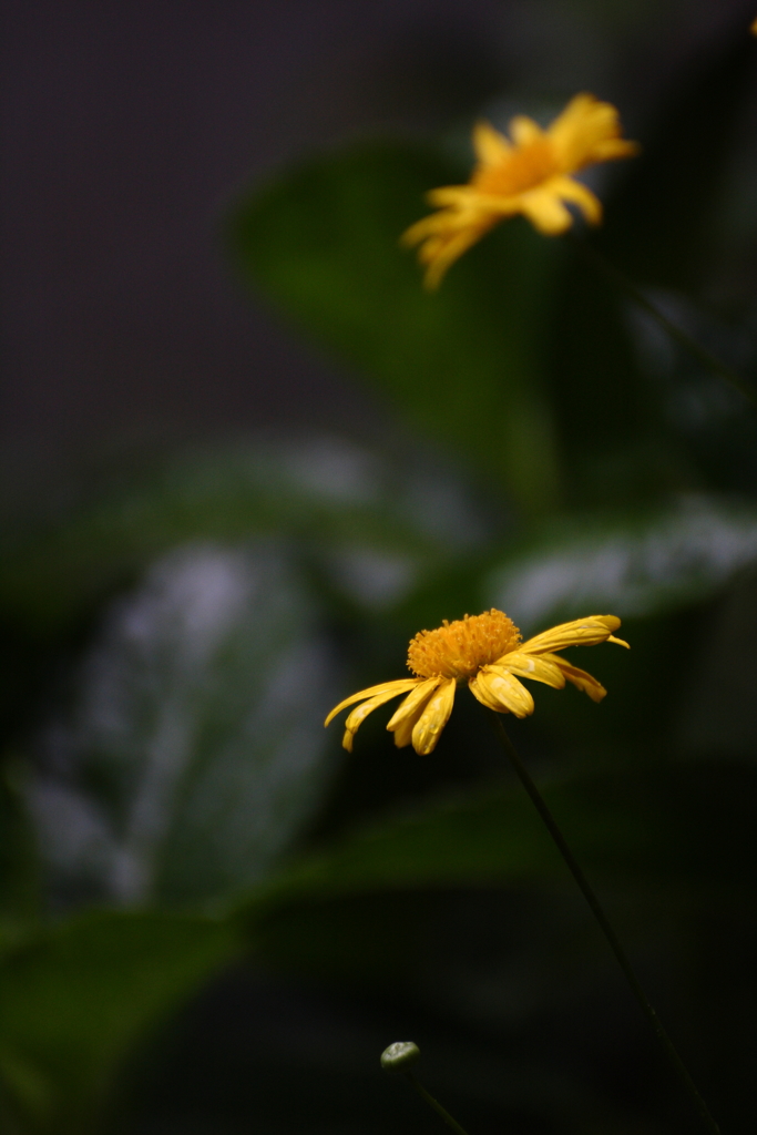 気になる花たちⅡ