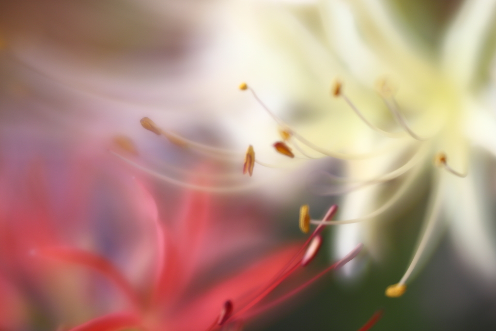 曼珠沙華　弐