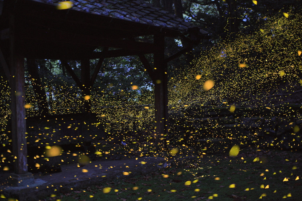 ホタルの絨毯