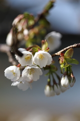海辺の桜Ⅲ