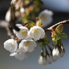 海辺の桜Ⅲ
