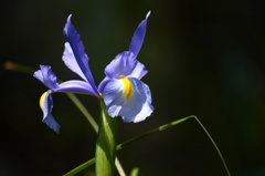 菖蒲？