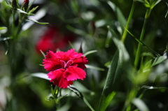 庭の花Ⅲ