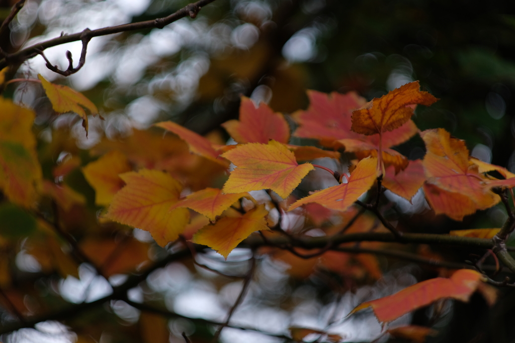 bokehの秋　Ⅴ