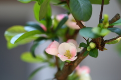 お庭の木瓜も綺麗ですⅣ