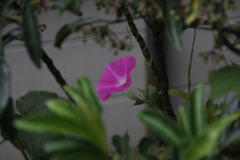 ひとときの涼Ⅱ