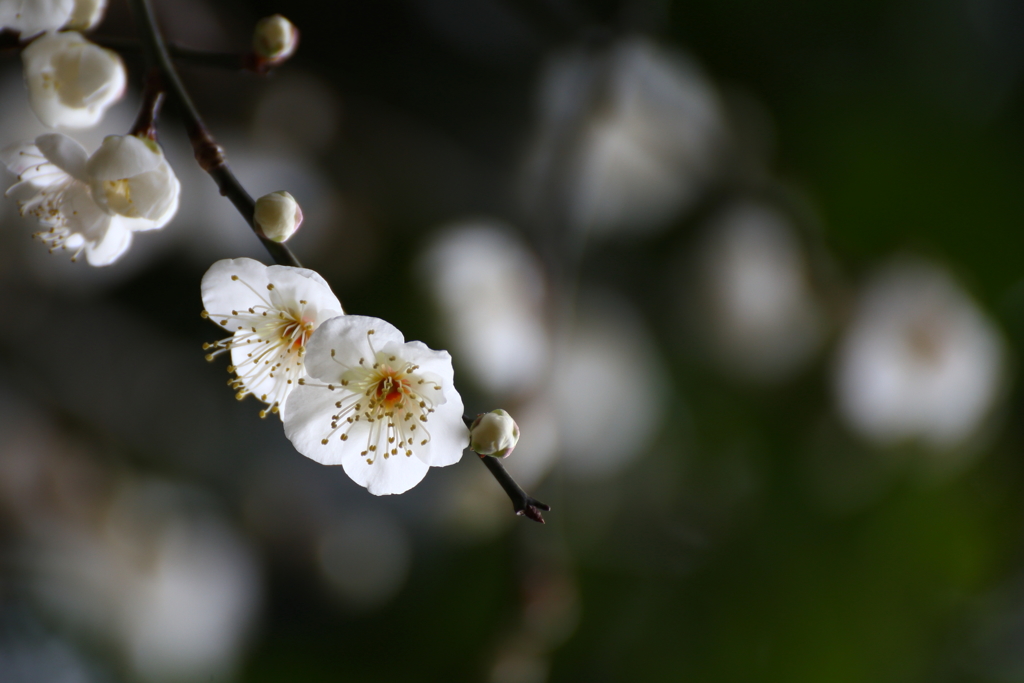 梅の花