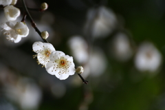 梅の花